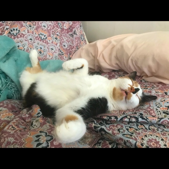 Meet your Posher, Danielle - Picture 2 of 6